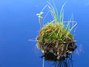 Fot. Andrzej Ginalski