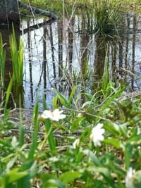 
Budowa drogi zniszczy wiele cennych miejsc – w tym siedliska żółwia błotnego. Fot. Krzysztof A. Worobiec
