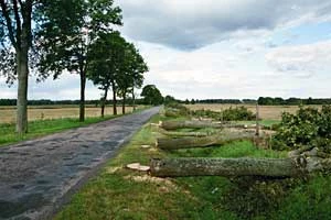 
Pod Mikołajkami wycięto kilka tysięcy drzew. Fot. Krzysztof Worobiec
