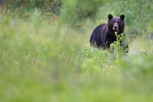 Niedźwiedź brunatny w Bieszczadach. Fot. Grzegorz Leśniewski