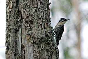 Dzięcioł trójpalczasty. Fot. Marcin Wereszczuk