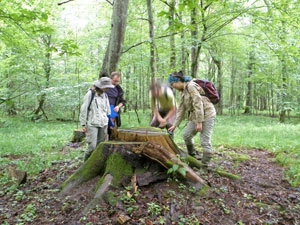 
Walka z kornikiem w zagospodarowanej części Puszczy. Fot. Adam Bohdan
