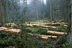 Szumawa. Fot. Markéta Jedličková, hnutiduha.cz