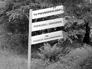 Po lewej fragment ocalonego lasu naturalnego w gospodarczej części Puszczy Białowieskiej