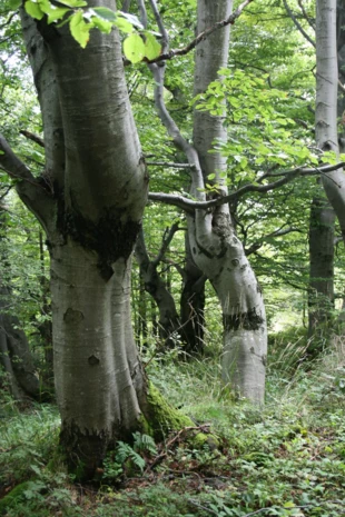 
Fragment drzewostanu kwaśnej buczyny górskiej, dla której ochrony wyznaczono obszar Natura 2000 Beskid Mały. Fot. Jerzy B. Parusel
