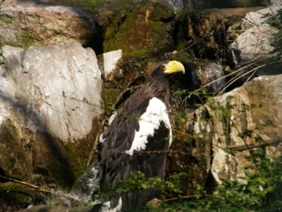 Dumny bielik w poznańskim zoologu. Fot. Bartosz Świątek