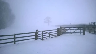 Zasypane śniegiem pole, z mgły wyłania się samotne drzewo. Scena ta, zawieszona między ciszą a nieskończonością, stanowi kontemplację zimowego krajobrazu, w którym spokój i surowość natury łączą się w poruszającą harmonię. Fot. Piotr Biegasiewicz
