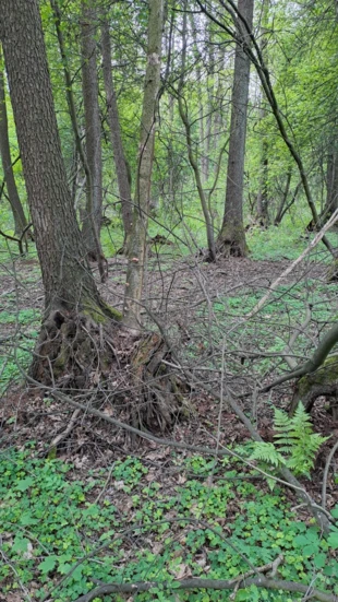 Ols na rzeką Rządzą na działce nr 120, maj 2025 r. Fot. Andrzej Kołodziejczyk