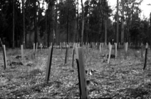 Plantacja na grądzie w Puszczy Białowieskiej. Fot. Andrzej Bobiec