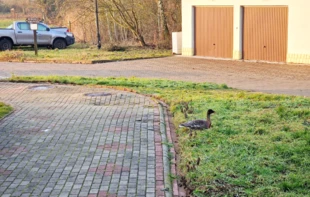 Postrzałek – ranna, okaleczona przez myśliwych gęś na parkingu dyrekcji Parku Narodowego Ujście Warty, styczeń 2026. Fot. Piotr Chara.