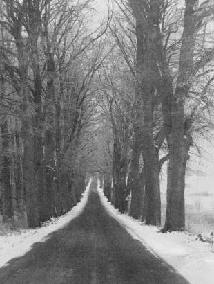 Zagrożony wycinką fragment alei między Sicinami a Tuchółką na trasie Kęsowo-Żalno, powiat tucholski. Fot. Archiwum