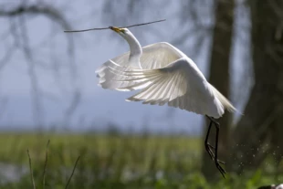 Gorongosa jest jednym z największych skupisk ptaków wodnych w Afryce, w tym czapli białej (Ardea alba). Fot. Piotr Naskręcki
