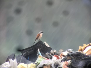 Nawet ptaki ściśle związane z ekstensywnym krajobrazem rolniczym potrafią wykorzystywać nowe źródła pokarmu – tutaj gąsiorek żerujący na owadach zamieszkujących składowisko odpadów. Fot. Joanna Białas