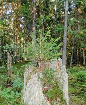 Naturalne odnowienia świerkowe. Fot. Adam Bohdan