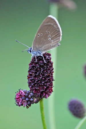 Samica czerwończyka nieparka Lycaena dispar. Fot. Albert Rubacha