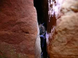 Mroczek późny. Dotąd w Lasach Wierzejskich stwierdzono 9 gatunków nietoperzy. Duża ilość dziuplastych drzew oraz pozostałości niewielkich śródleśnych łomików, w których pozyskiwano między innymi miedź i ołów oraz surowiec skalny są dobrym miejscem schronienia tych zwierząt w różnych okresach ich cyklu życiowego. Fot. Łukasz Misiuna