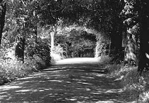 Zielony tunel. Fot. Krzysztof A. Worobiec