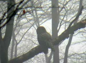 Puszczyk uralski. Fot. Ryszard Kulik