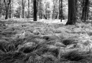 Puszcza Białowieska. Fot. Paweł Klimek