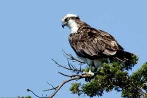 Rybołów. Fot. mikebaird