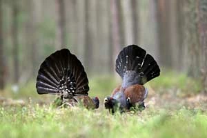 Tokujące głuszce w Puszczy Solskiej. Fot. Grzegorz Leśniewski