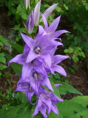 Dzwonek szerokolistny (Campanula latifolia). Fot. Anna Ślęzak