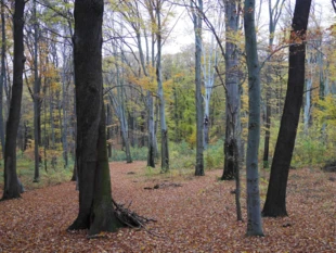 Grzybek – Nadleśnictwo Obroniki Śląskie – starolas z ponad 200-letnimi dębami. Fot. Paweł Kisiel