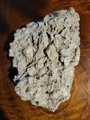 Fragment rafy koralowej pod Gdynią – z pozostawionego przez lodowiec usypiska kamieni ze Skandynawii. Skamieniałości, okazy geologiczne to typowe zasoby wyczerpywalne – jesteśmy je wstanie zużyć zaskakująco szybko. Fot. Jan Marcin Węsławski