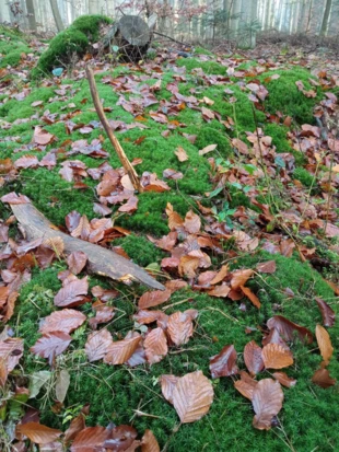 Złotowłos strojny wśród jesiennych liści. Fot. Bartosz Świątek