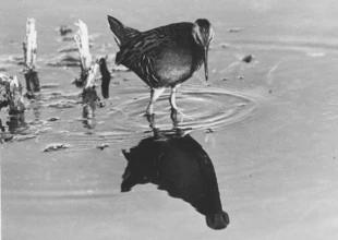 Wodnik sfotografowany przez Jerzego Giergielewicza w rezerwacie Świdwie jesienią 1985 r.