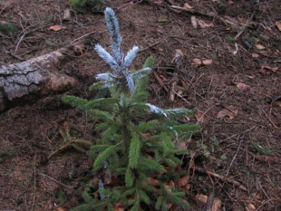 Stuletniego lasu nie da się wymienić na równo posadzony młodnik. Fot. M. Kronenberg