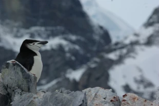 
Pingwin maskowy, zwany potocznie policjantem, na służbie w kolonii na należącym do kontynentu Antarktydy Półwyspie Arctowskiego. Fot. Mikołaj Golachowski
