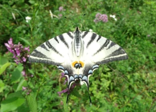 
Witeź żeglarz Iphiclides podalirius to jeden z najpiękniejszych motyli Ukrainy, występuje na Połoninie Borżawskiej. Fot. Gabriel Gusztan
