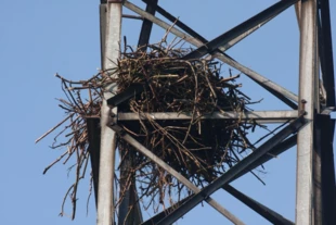 Wykorzystywanie nowych struktur jako miejsca gniazdowania na przykład przez kruki to również przejaw innowacyjności. Fot. Joanna Białas