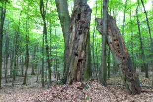 Stary buk – drzewo biocenotyczne. Promieniuje mocą i bogactwem form życia. Fot. Łukasz Misiuna