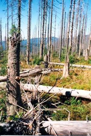 
1. Tak wyglądał las w 1998 r., 4 lata po huraganie
