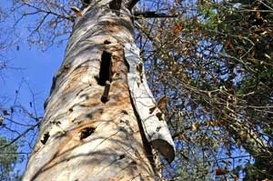 Ogromny wyżar w żywej jeszcze kilkusetletniej sośnie. Fot. Janusz Korbel