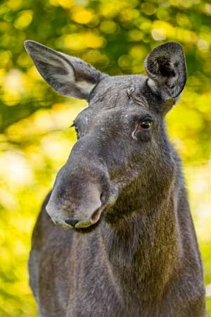 Tambako The Jaguar, flickr.com