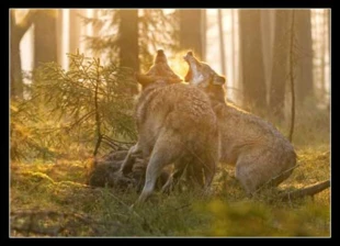 Wilki. Fot. Sławomir Wąsik