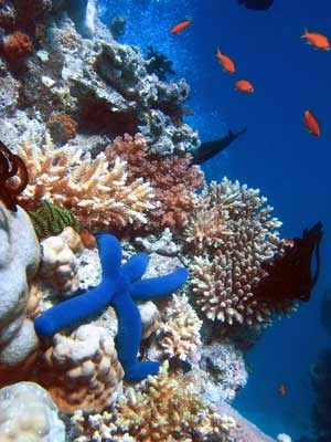 
Rafy koralowe to ekosystem obfitujący w cenne substancje wykorzystywane w medycynie en.wikipedia.org/wiki/Coral_reef
