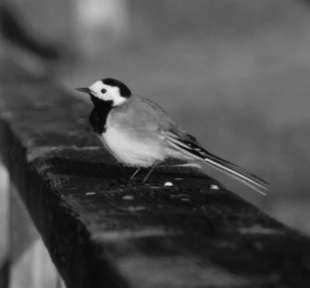 Fot. Michał Kłaczkowski