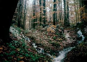 Dolina Moczarnego. Fot. Ryszard Kulik