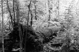 Puszcza Białowieska. Fot. Joanna Milewska
