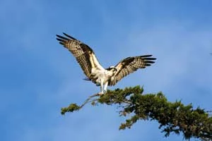 Rybołów. Fot. kevincole