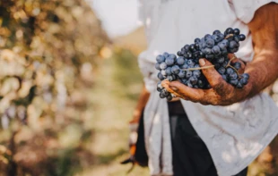 Położona w pagórkowatych okolicach Treviso winnica La Cantina Pizzolato to rodzinna firma, która od pięciu pokoleń na 58 hektarach uprawia winogrona – od 1985 r. z certyfikatem ekologicznym. Fot. La Cantina Pizzolato