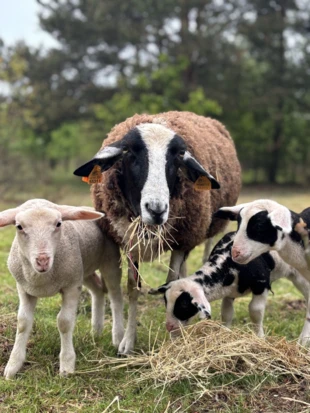 Zwierzęta lądowe są również istotnym elementem wspierającym życie glebowe. Fot. Anna Korn-Barcikowska