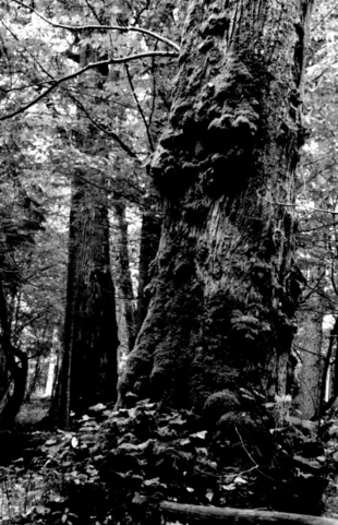 Białowieski Park Narodowy. Fot. Janusz Korbel