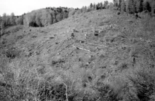 Planowa gospodarka leśna może wyglądać również tak – zrąb zupełny na Słowacji. Fot. Janusz Korbel