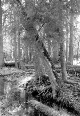 Białowieski Park Narodowy. Fot. Janusz Korbel