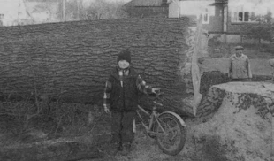 Wycięty dąb w Haczowie. Fot. Archiwum